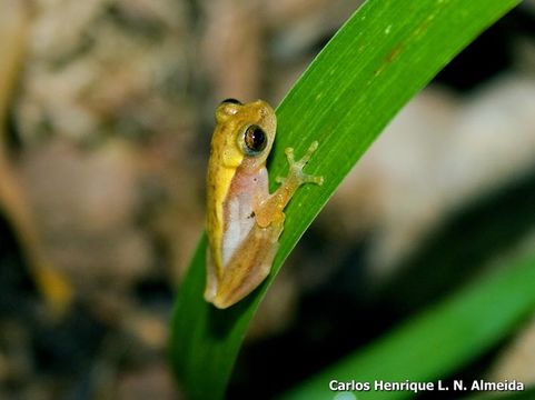 Image of Dendropsophus sanborni (Schmidt 1944)