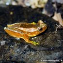 Image of Elegant Forest Tree Frog