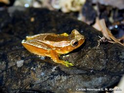 Imagem de Dendropsophus elegans (Wied-Neuwied 1824)