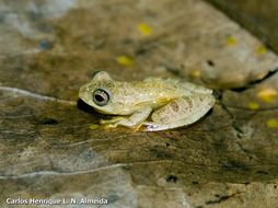 Image of Lesser Treefrog