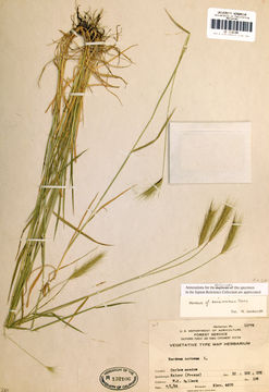 Image of Arizona Barley