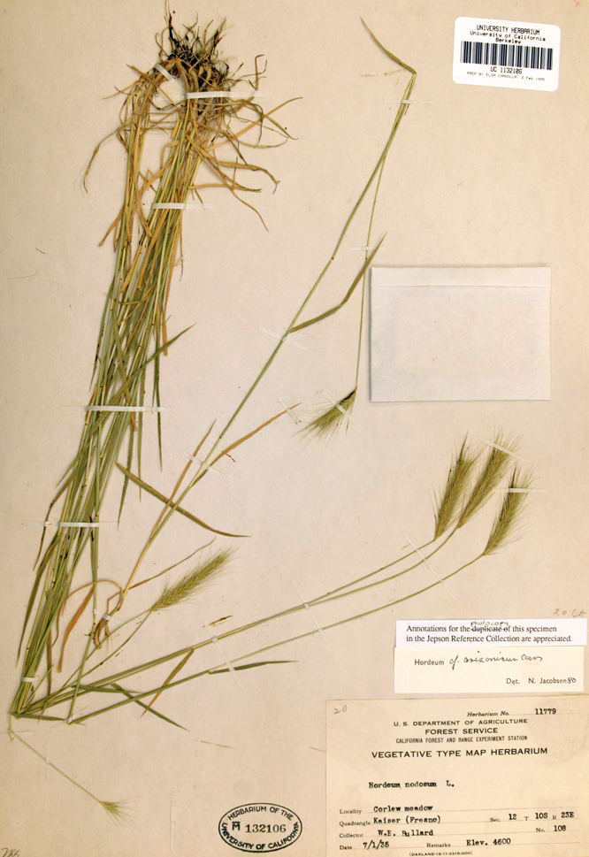 Image de Hordeum arizonicum Covas