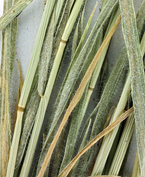 Image of Arizona Barley