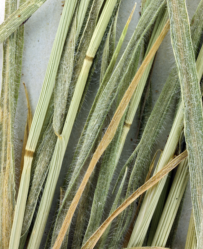 Image de Hordeum arizonicum Covas