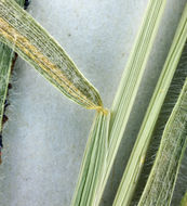 Image de Hordeum arizonicum Covas