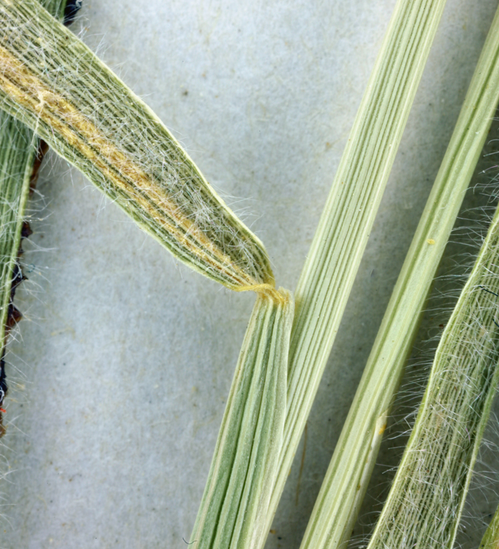 Image de Hordeum arizonicum Covas