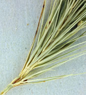 Image de Hordeum arizonicum Covas