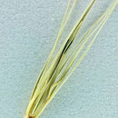 Image of Arizona Barley