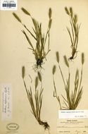 Hordeum depressum (Scribn. & J. G. Sm.) Rydb.的圖片