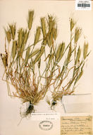 Image of smooth barley