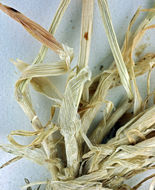 Image of smooth barley