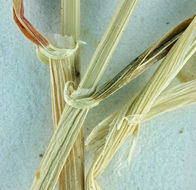 Hordeum murinum subsp. glaucum (Steud.) Tzvelev的圖片