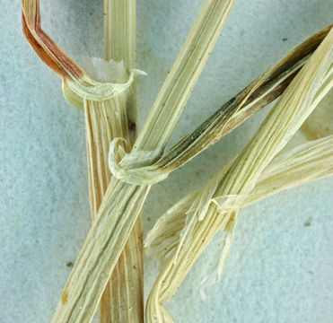 Image of smooth barley