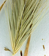 Hordeum murinum subsp. glaucum (Steud.) Tzvelev的圖片