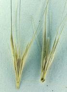 صورة Hordeum murinum subsp. glaucum (Steud.) Tzvelev