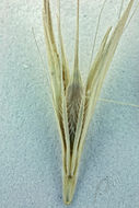 Hordeum murinum subsp. glaucum (Steud.) Tzvelev的圖片