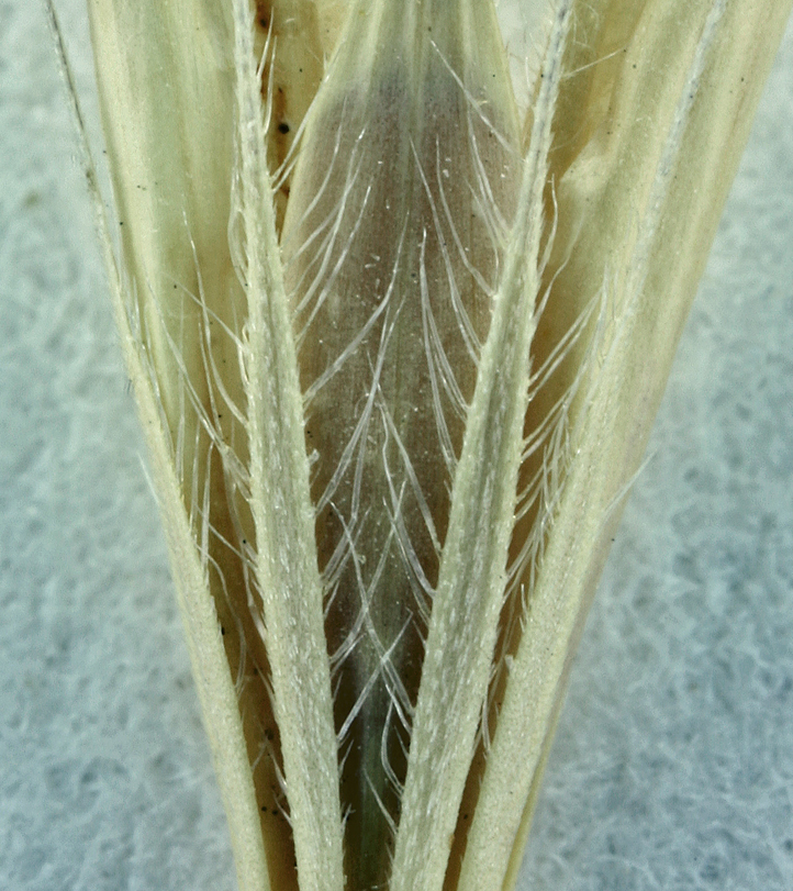 Hordeum murinum subsp. glaucum (Steud.) Tzvelev的圖片