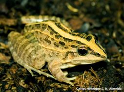 Image of rufous frog