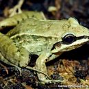 Image of Leptodactylus notoaktites Heyer 1978