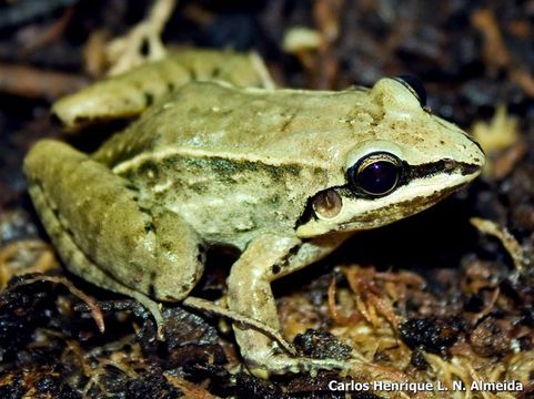 Image of Leptodactylus notoaktites Heyer 1978