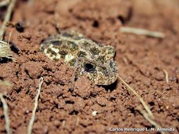 Image de Proceratophrys moratoi (Jim & Caramaschi 1980)