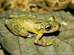 Image of Scinax perereca Pombal, Haddad & Kasahara 1995