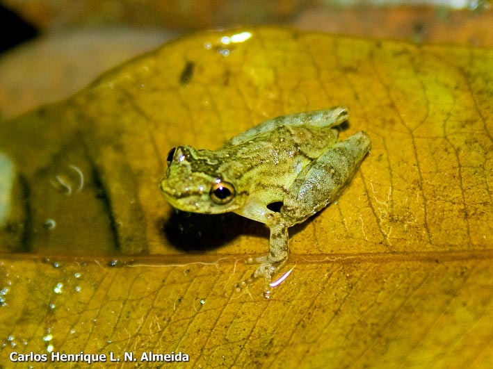 Image de Ololygon argyreornata (Miranda-Ribeiro 1926)