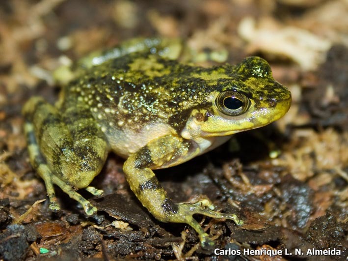 Image of Brazilian Torrent Frog