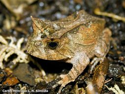 Image of Boie's Frog