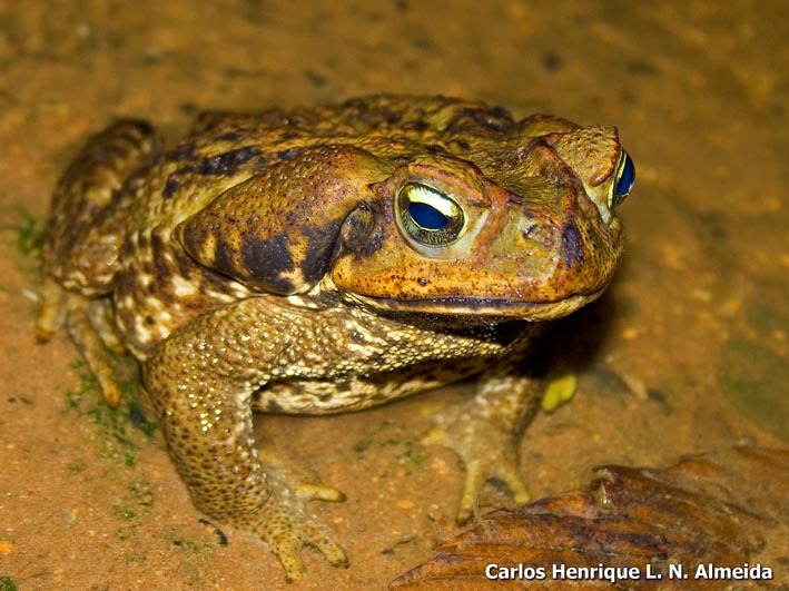Image of cururu toad