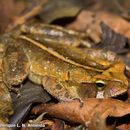 Image of Ornate Forest toad