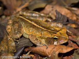 Image of Rhinella ornata (Spix 1824)