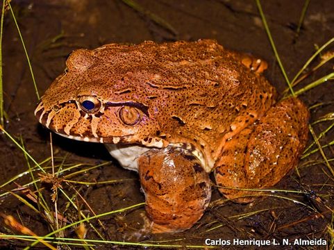 Слика од Leptodactylus labyrinthicus (Spix 1824)