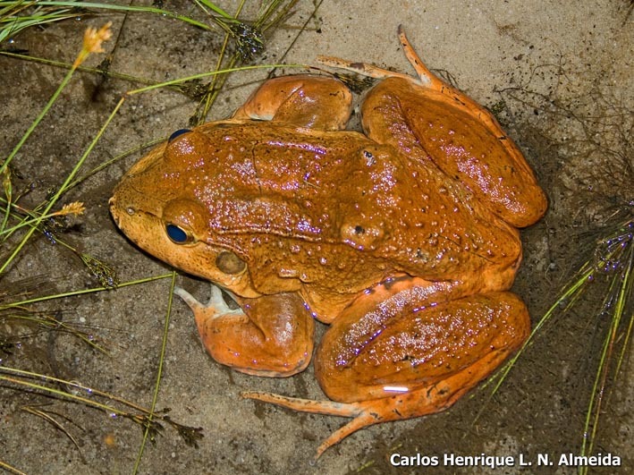 Image of Labyrinth Frog