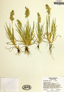 Image of goldentop grass