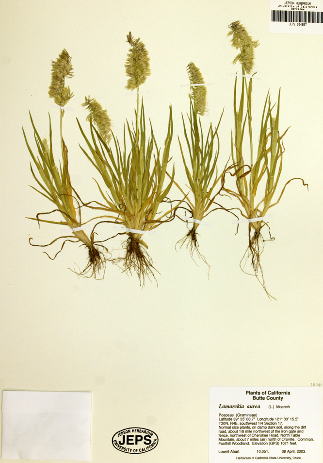 Image de Lamarckia aurea (L.) Moench