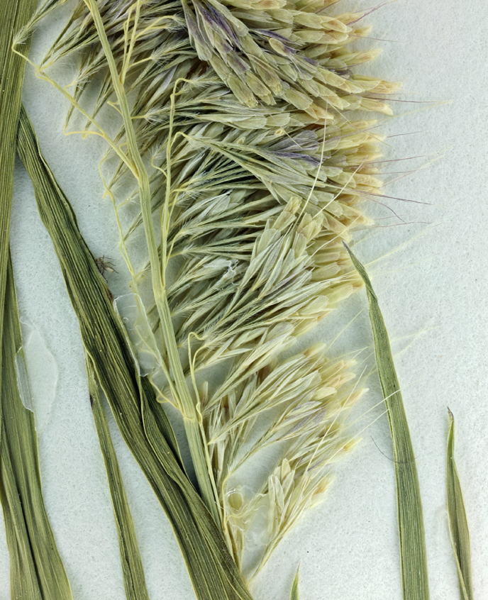 Image de Lamarckia aurea (L.) Moench