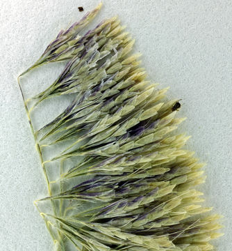 Image of goldentop grass