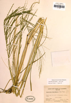 Image of <i>Leptochloa fusca</i> ssp. <i>fascicularis</i>