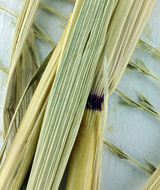 Image of <i>Leptochloa fusca</i> ssp. <i>fascicularis</i>