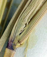 Image of <i>Leptochloa fusca</i> ssp. <i>fascicularis</i>