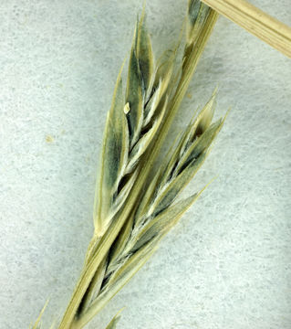 Image of <i>Leptochloa fusca</i> ssp. <i>fascicularis</i>