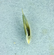 Image of <i>Leptochloa fusca</i> ssp. <i>fascicularis</i>