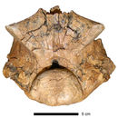 Image of <i>Megalania prisca</i>