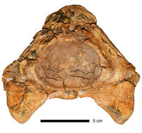 Imagem de <i>Megalania prisca</i>