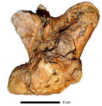 Image of <i>Megalania prisca</i>