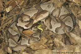 Image of Copperhead