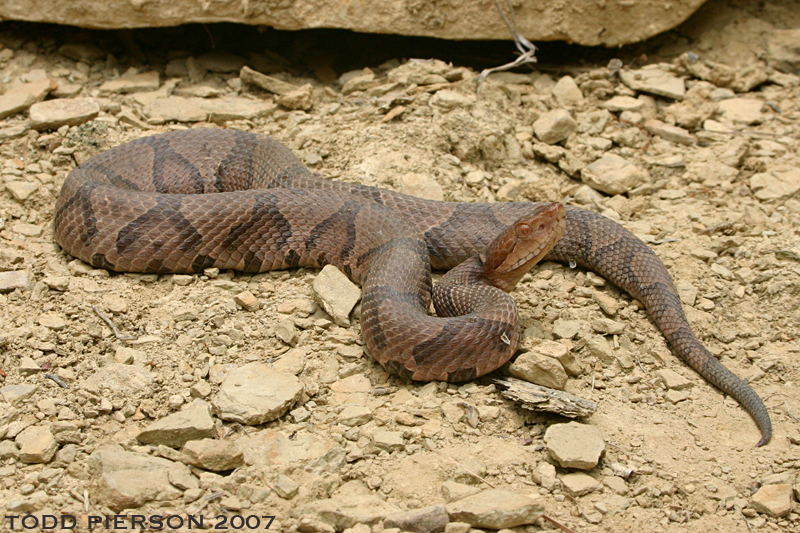 Image of Copperhead