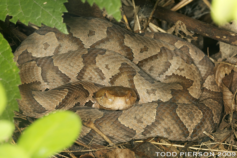 Sivun Agkistrodon contortrix (Linnaeus 1766) kuva