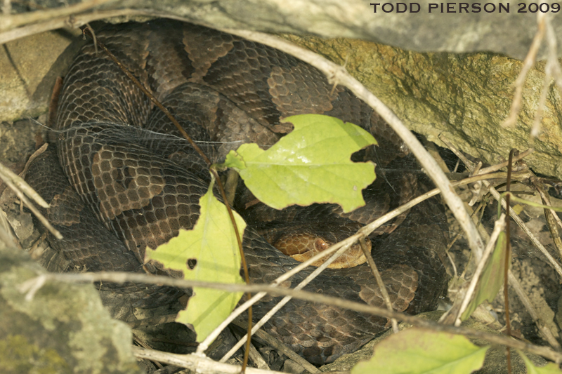 Image of Copperhead